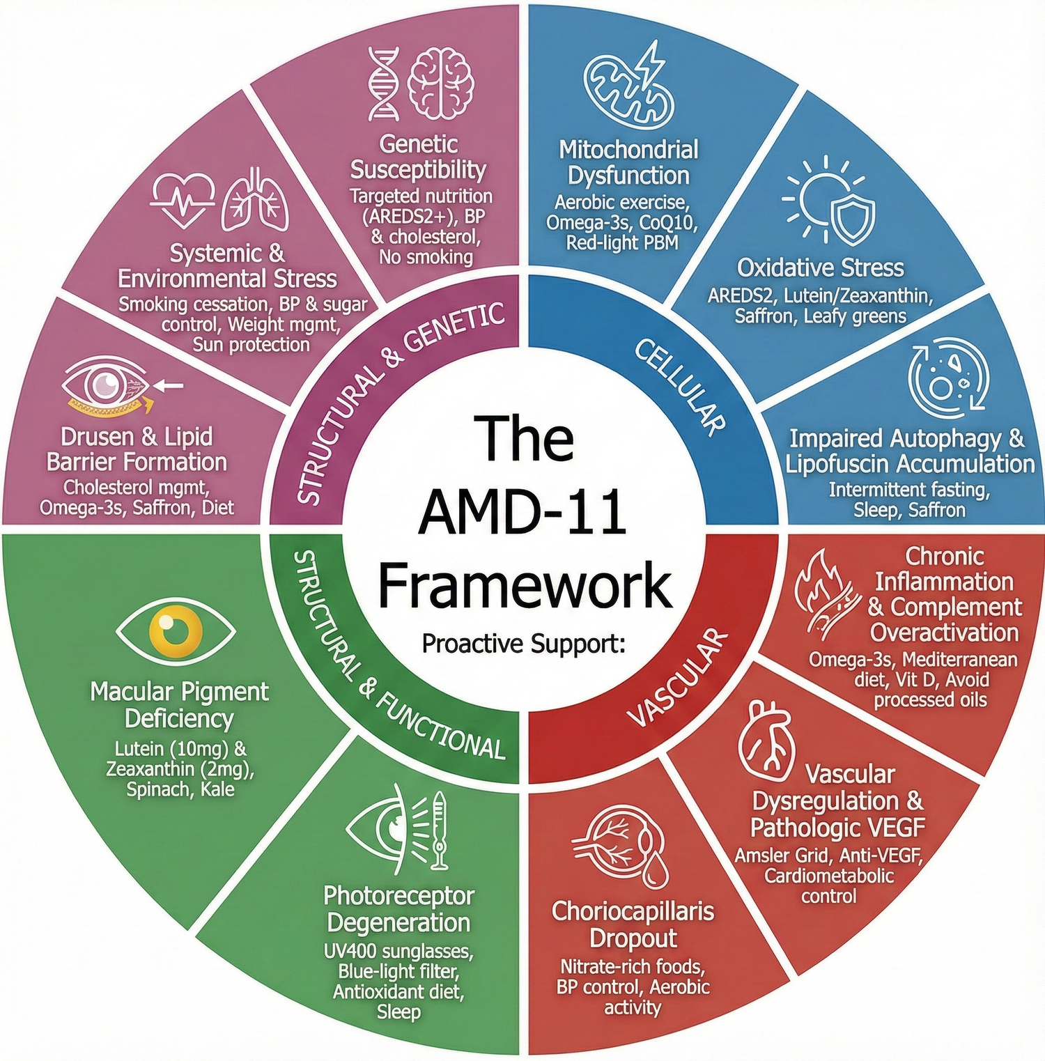 A New Comprehensive Model of AMD Mechanisms and Modifiable Pathways
