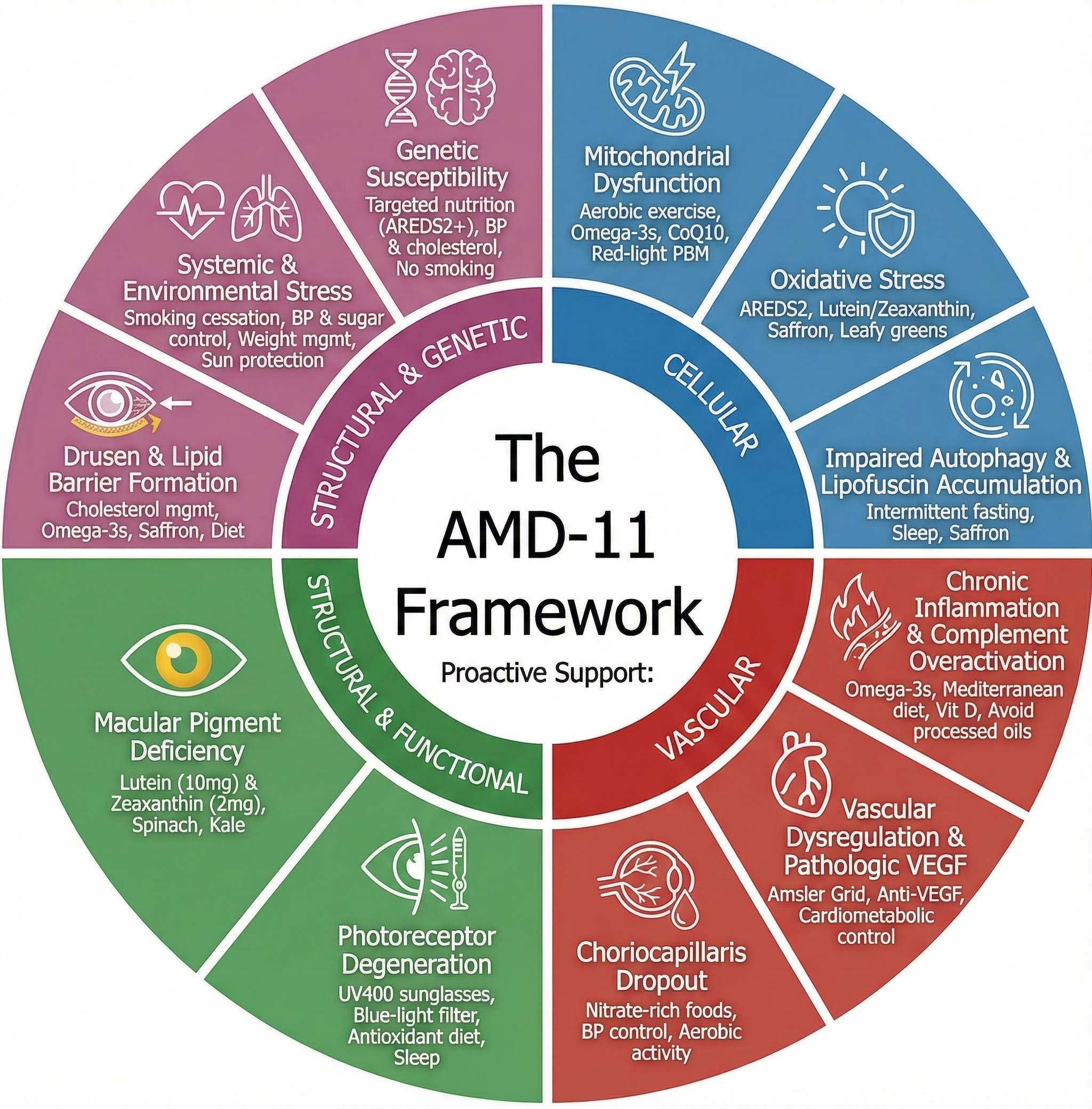 A New Comprehensive Model of AMD Mechanisms and Modifiable Pathways