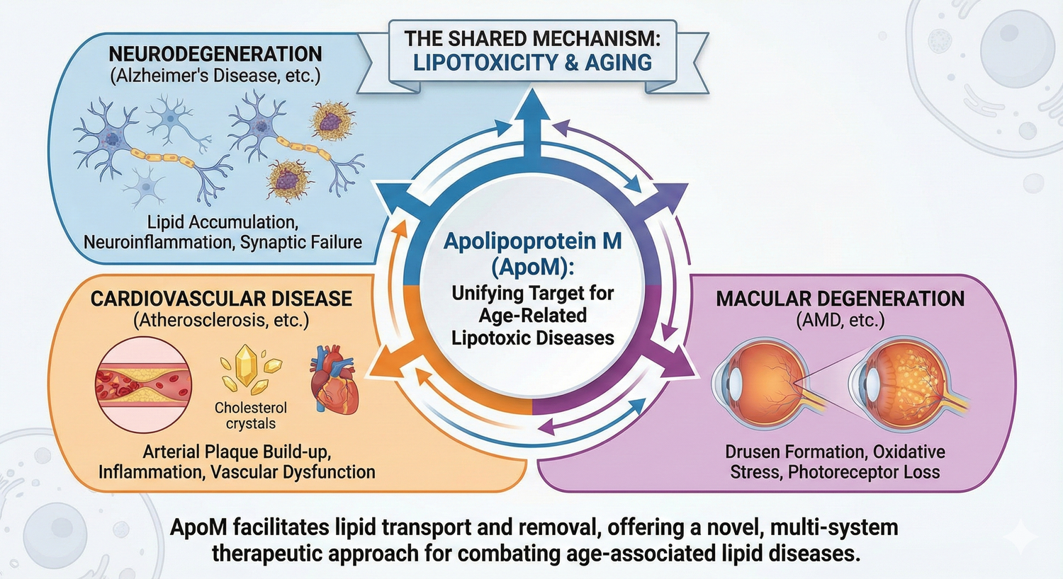 Apolipoprotein M as a Unifying Target for Age-Related Lipotoxic Diseases